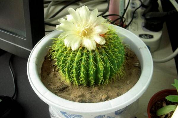 仙人球開花后怎么處理,保證光照充足并減少澆水