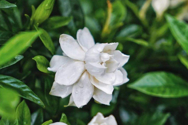 小葉梔子花葉子發黃怎么辦,適當遮陰并控制水分