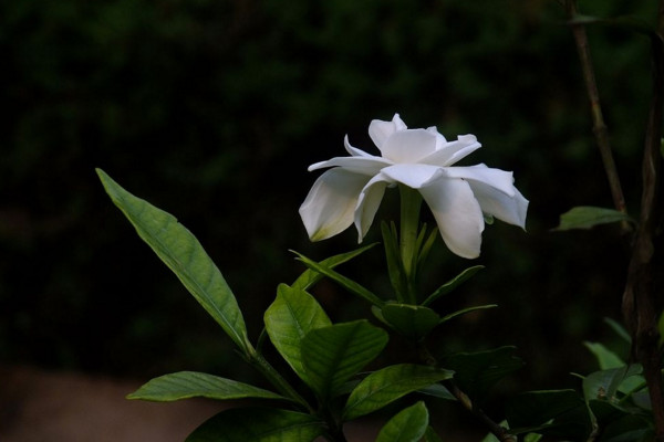 小葉梔子花葉子發黃怎么辦,適當遮陰并控制水分