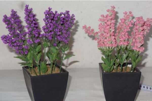 薰衣草的花期怎么養護,適當澆水并保證光照充裕