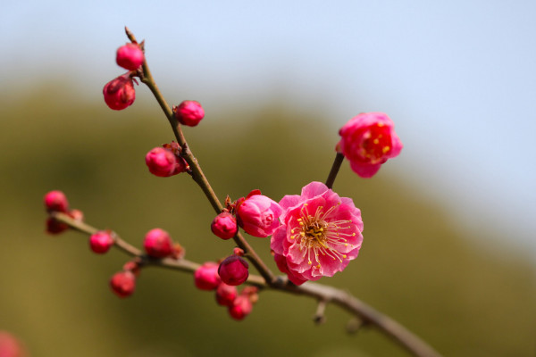 臘梅和梅花的區別,花期/外形/樹葉果實/花香不同