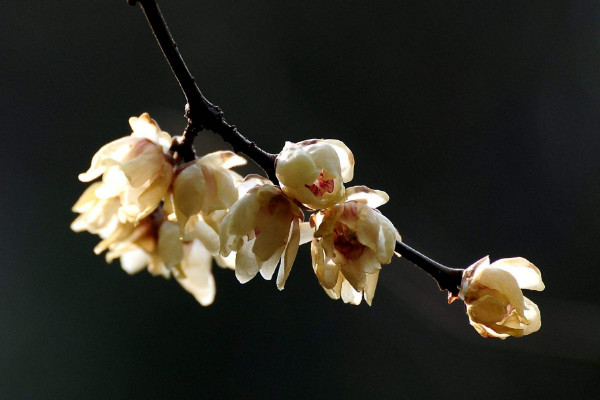 水插臘梅花如何養(yǎng),枝穗下方葉片要全部剪掉
