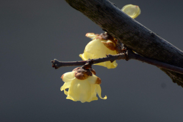 水插臘梅花如何養(yǎng),枝穗下方葉片要全部剪掉