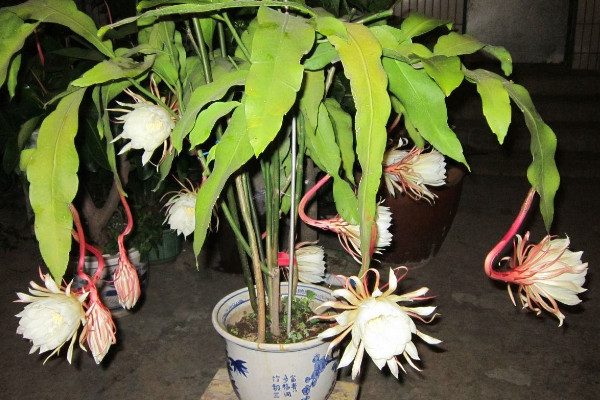 家里養(yǎng)曇花吉利嗎,放在朝南的陽臺上寓意好