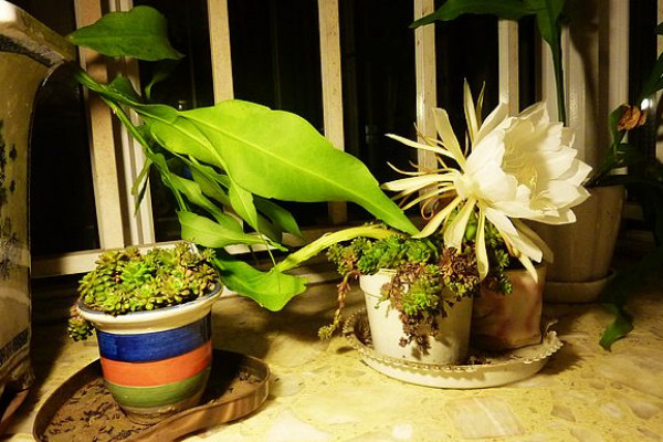 家里養(yǎng)曇花吉利嗎,放在朝南的陽臺上寓意好
