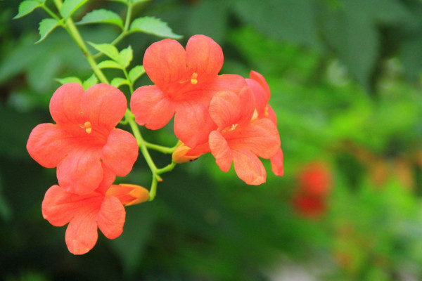 凌霄花怎么過冬,入室保暖并加強光照