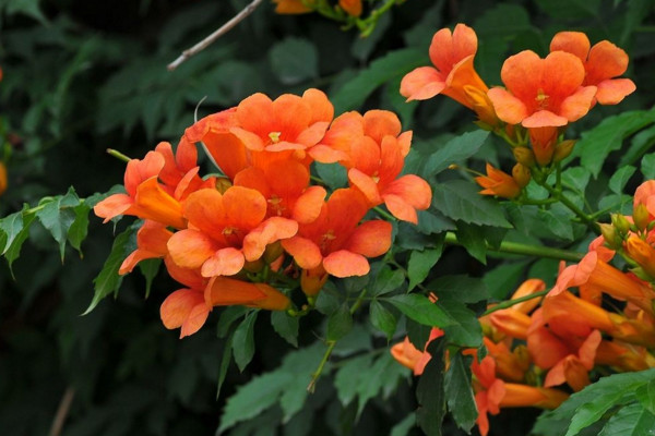 凌霄花怎么過冬,入室保暖并加強光照