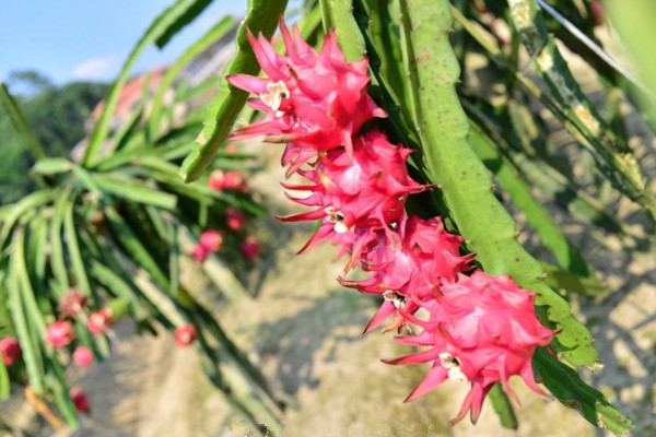 龍骨花的養(yǎng)殖方法,選擇疏松肥沃的沙質(zhì)土進(jìn)行養(yǎng)護(hù)