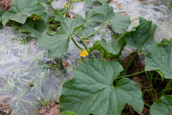 露地西瓜種植技術,建議在每年的3~4月進行種植