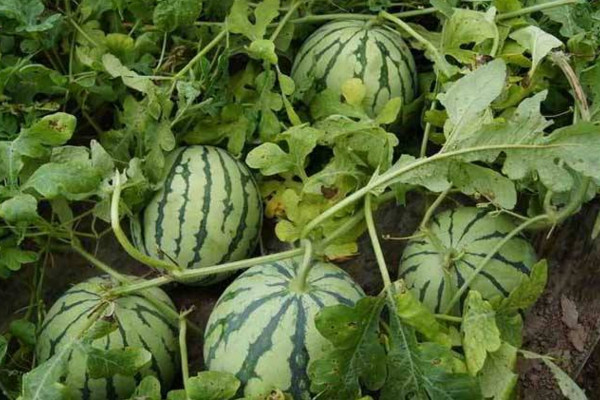 露地西瓜種植技術,建議在每年的3~4月進行種植