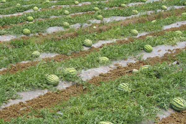 露地西瓜種植技術,建議在每年的3~4月進行種植