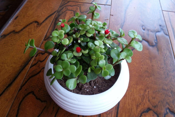 馬齒莧樹(shù)怎么養(yǎng)才開(kāi)花,保證光照、養(yǎng)分充足