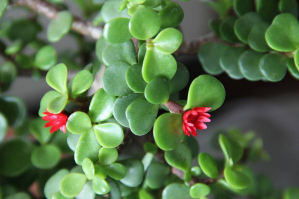 馬齒莧樹(shù)怎么養(yǎng)才開(kāi)花,保證光照、養(yǎng)分充足