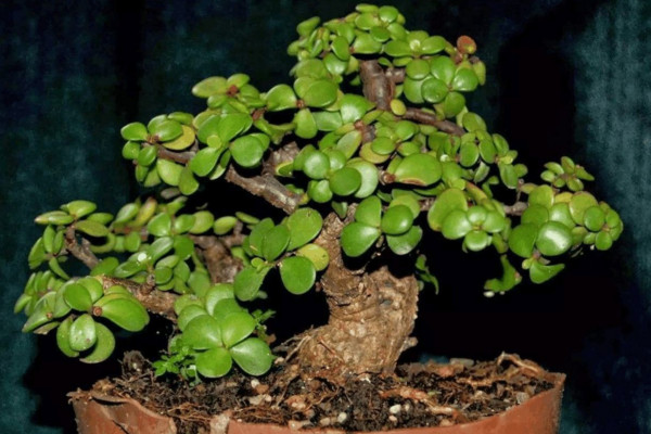 馬齒莧樹(shù)怎么養(yǎng)才開(kāi)花,保證光照、養(yǎng)分充足