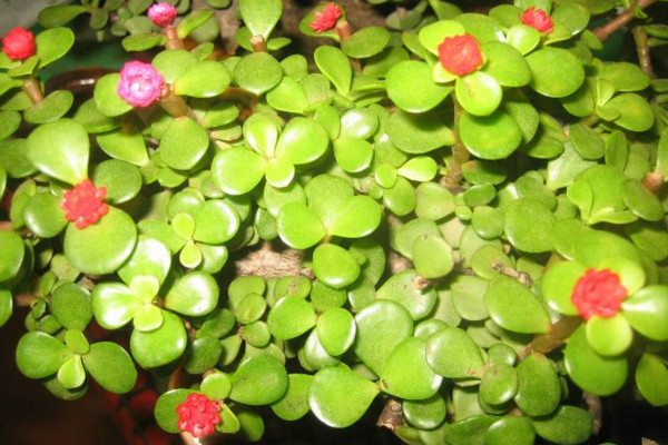 馬齒莧樹(shù)怎么養(yǎng)才開(kāi)花,保證光照、養(yǎng)分充足
