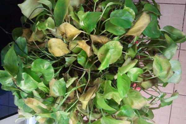 綠蘿蔫了怎么辦,減少水分和光照(保證通風(fēng)稀釋肥害)