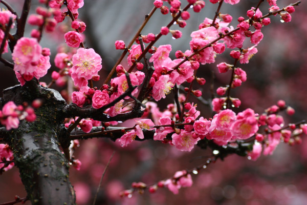 二月什么花開,梅花/臘梅花/迎春花/玉蘭花/山茶花等