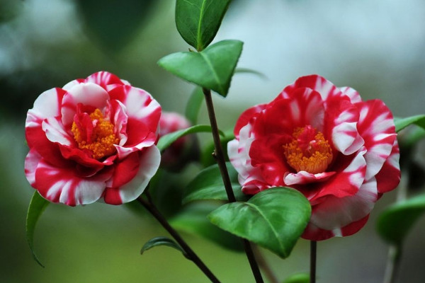 二月什么花開,梅花/臘梅花/迎春花/玉蘭花/山茶花等