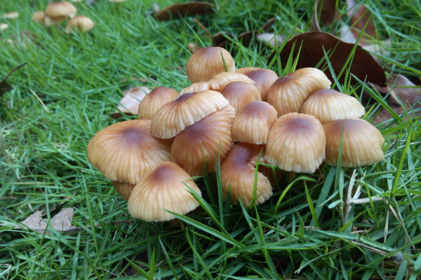 蘑菇種植技術,選擇優質菌種一周就能長成蘑菇