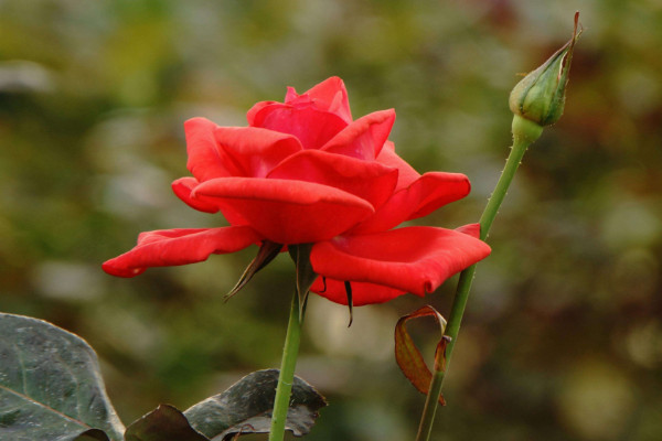 玫瑰花插水怎么存活時(shí)間長(zhǎng),減少養(yǎng)分消耗最有效