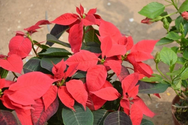 一品紅冬天怎么養(yǎng),保證環(huán)境溫度不低于10℃