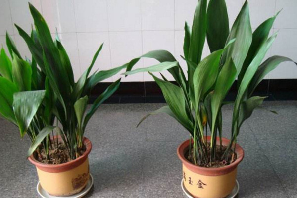 一葉蘭葉子發(fā)黃怎么辦,分析原因及時處理