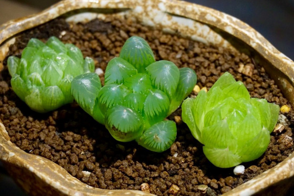 玉露夏天怎么養(yǎng),做好遮陰以及降溫措施