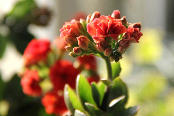 長壽花怎么促使長花苞,控水追肥/增光修剪