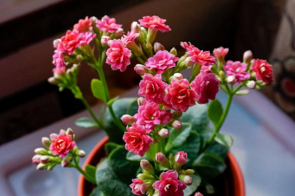 長壽花怎么促使長花苞,控水追肥/增光修剪