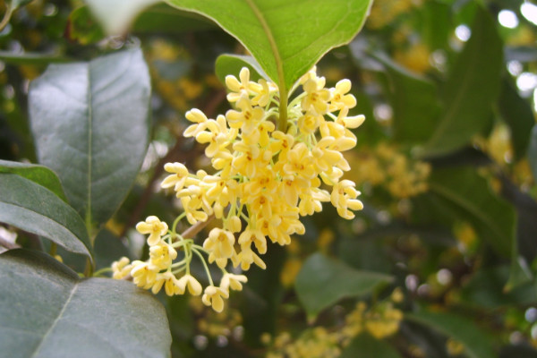 桂花嫁接最佳時(shí)間,春季3~6月份嫁接最佳
