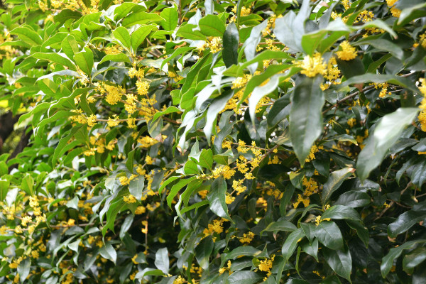 桂花掉葉子是怎么回事,澆水/施肥/溫度/通風(fēng)不暢導(dǎo)致