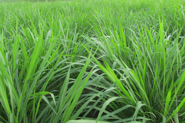黑麥草什么時候播種,春季2~4月或秋季9~11月