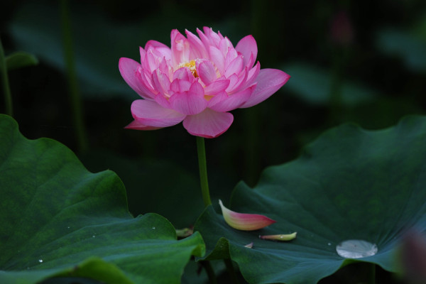 芙蓉是荷花嗎,只有水芙蓉才是荷花