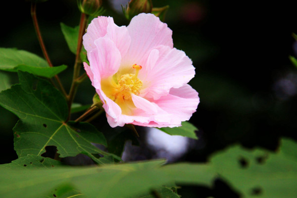 芙蓉是荷花嗎,只有水芙蓉才是荷花