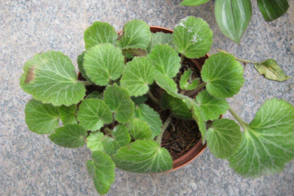 虎耳草怎么養(yǎng),使用富含機(jī)質(zhì)的沙壤土養(yǎng)護(hù)