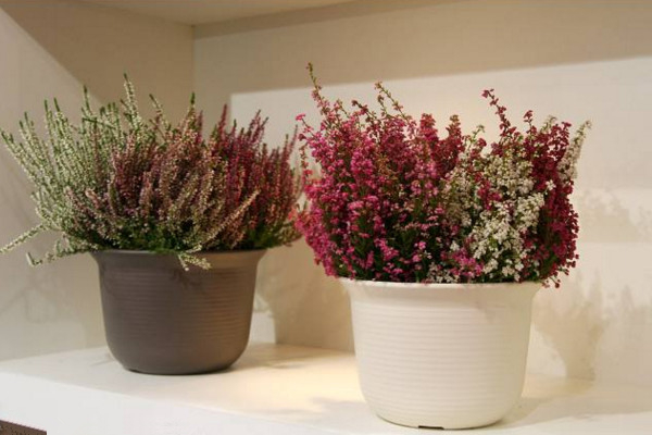 歐石楠的種植方法,建議在春季進行播種