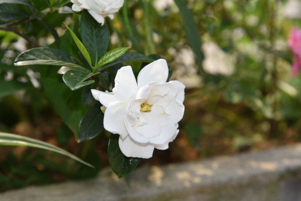 梔子花冬天怎么養(yǎng),梔子花安全越冬4大要點