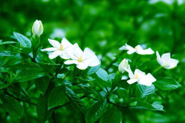 梔子花冬天怎么養(yǎng),梔子花安全越冬4大要點
