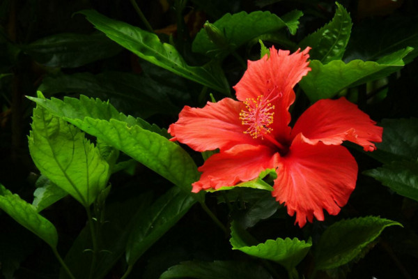 扶桑花葉子發黃怎么辦,分析原因及時進行補救
