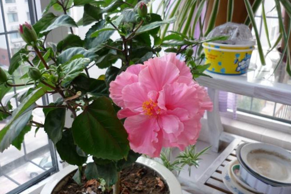 扶桑花葉子發黃怎么辦,分析原因及時進行補救