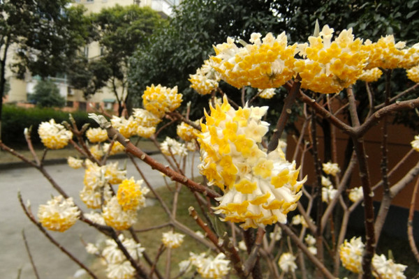 結香花什么時候扦插,應該在每年的春季進行扦插