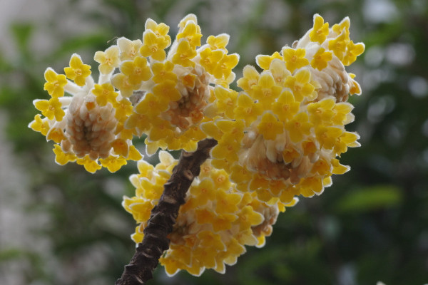結香花什么時候扦插,應該在每年的春季進行扦插