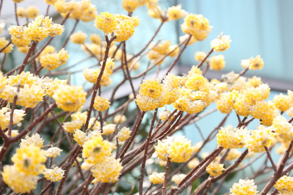 結香花什么時候扦插,應該在每年的春季進行扦插