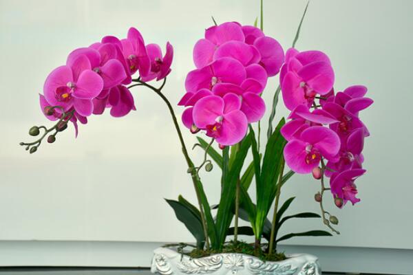 蝴蝶蘭怎么養(yǎng)護(hù),蝴蝶蘭養(yǎng)護(hù)4大要點(diǎn)