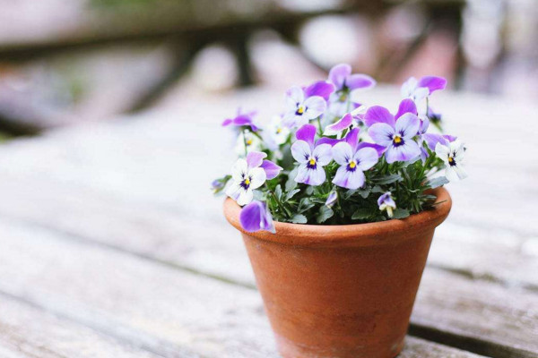 咖啡渣可以養(yǎng)花嗎,咖啡渣養(yǎng)花的4大好處