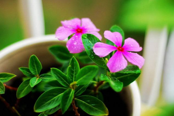 咖啡渣可以養(yǎng)花嗎,咖啡渣養(yǎng)花的4大好處