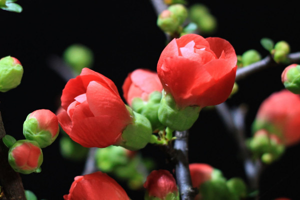 家里養海棠花不吉利,這種說法不可信