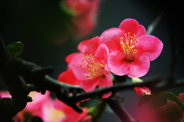 家里養海棠花不吉利,這種說法不可信