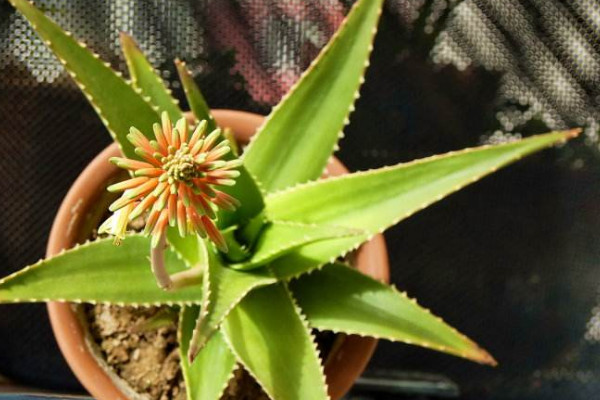 蘆薈開花什么預兆,代表吉祥順意的好兆頭