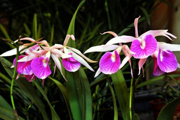 卡特蘭為什么不開(kāi)花,光照不足或者溫度不適導(dǎo)致